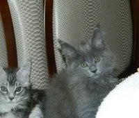 Доктор Марков и Ко, ветеринарная клиника