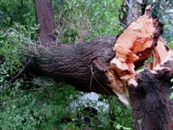 На выходных в Ярославле из-за ветра падали деревья