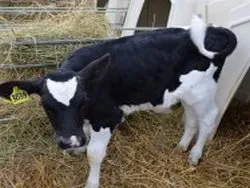 Вощажниково