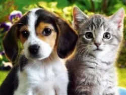 Ветеринарная клиника Седова М.Ю.