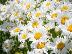 Сорокина Л. Я.