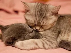 Ветеринарная скорая помощь