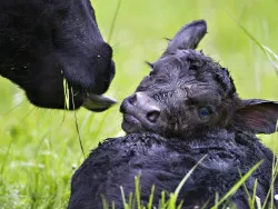 Брейтовская районная ветеринарная станция