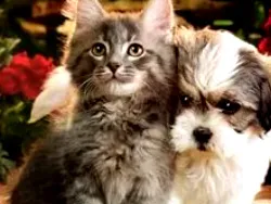 Ветеринарная Помощь / ИП Суров М.М