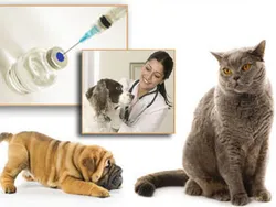 Вакцинация домашних животных (иностранная вакцина)