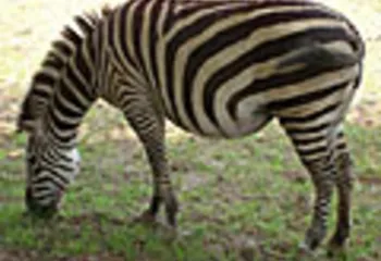 Зоопарк в Ярославле — скоро открытие