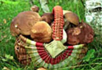 Предупреждение грибникам