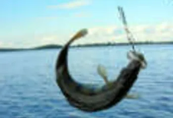 Ярославские рыбаки выступили против платной рыбалки