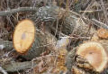 В Ярославле проходит массовая вырубка деревьев