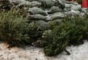 Ярославский зоопарк проводит акцию по приему елок