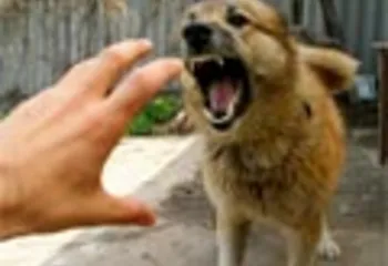 В Рыбинске выявлен очаг заболевания бешенством