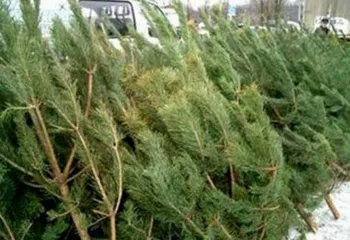 Елочные базары в Ярославле заработают в конце декабря