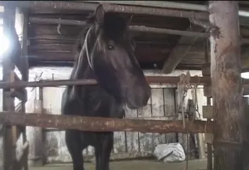 Одно из первомайских с/х предприятий на грани банкротства