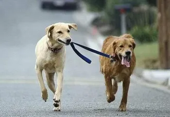 Мэрия определит, где в Ярославле можно будет выгуливать собак