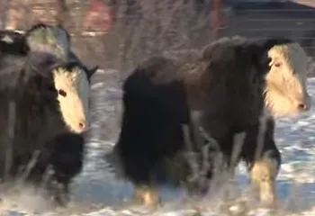 Под Ярославлем появились горные яки