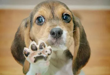 Истребители собак выходят на охоту