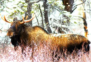 Егерь и участковый задержали браконьера в Даниловском районе