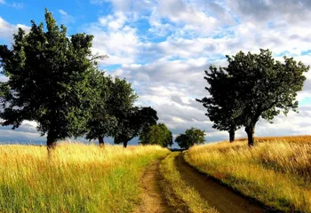 В Ярославле появилось отделение «Зелёных»