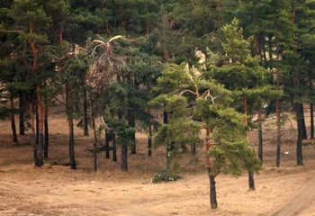 Под Угличем вырубили лес в природоохранной зоне