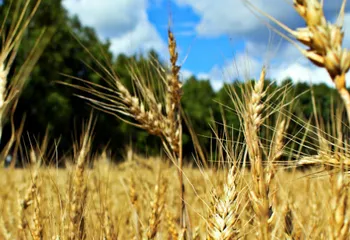 Ярославский Росстат подвёл итоги сбора урожая с/х культур за 2014 год