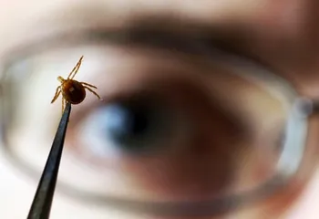 Первый укус клеща уже зарегистрирован в Ярославле