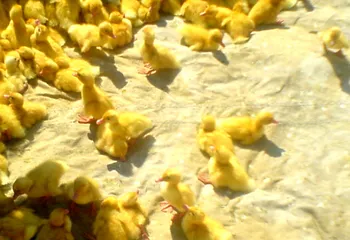 Сельское хозяйство ярославской области поддержат субсидией в 385 миллионов рублей