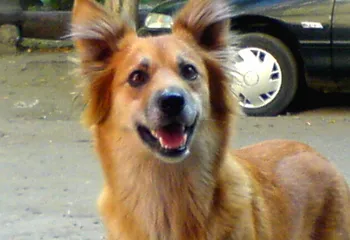 В Ярославской области примут закон «О содержании домашних животных»