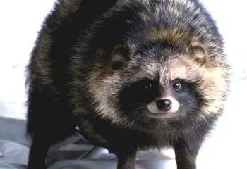 Бешенство «шагает» по региону: зарегистрирован новый случай