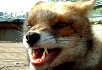 Бешенство не отступает: ещё 3 новых случая в области