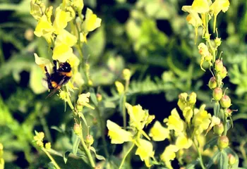 Весной Ярославль «озеленят» на 18 миллионов рублей