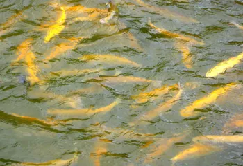 С 15 апреля до начала лета вводится запрет на отлов рыбы в водоёмах области