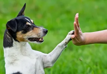 Ярославская областная дума всё-таки приняла закон о содержании домашних животных