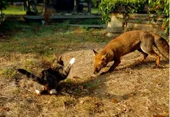 Бешенство проникает в города Ярославской области