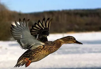 В Ярославской области открыт сезон охоты на птиц