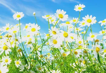 Памятник семье могут установить в Ярославле