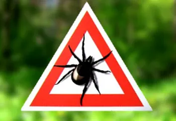 Количество укушенных клещами в Ярославле уже перевалило за 500 человек