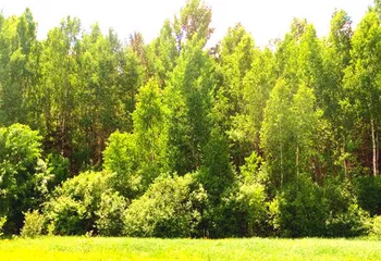 В борьбе с бешенством в Ярославской области задействуют авиацию
