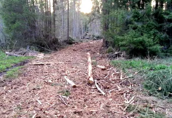 Под Угличем неизвестные лесорубы уничтожают сосны