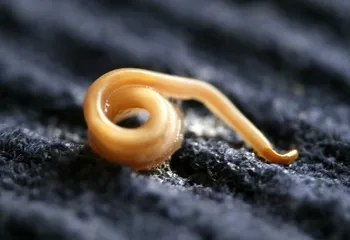 Яйца паразитов были обнаружены в бассейне «Атлант»