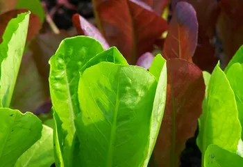 В Ярославской области сделают ставку на развитие органического сельского хозяйства