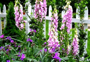 В Ярославской области проходит конкурс на лучший двор