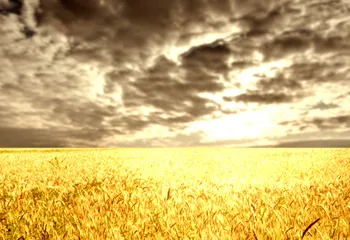 Итоги посевной: перевыполнение планов и с/х выставка в Борисоглебском районе