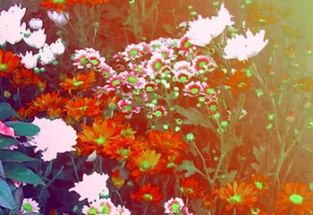 В Кировском районе Ярославле на месте ТЦ решили устроить клумбу