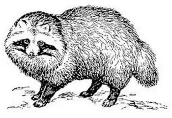 В Первомайском районе люди обороняются от бешеных диких животных