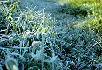В Ярославской области в ближайшие ночи ожидаются заморозки