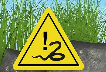 В Ростовском районе мужчину укусила ядовитая змея