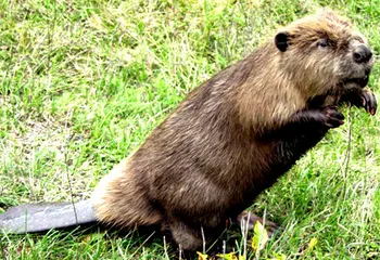 Жители Ярославской области остались без электричества из-за бобров