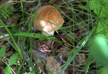 В начале августа теплее в Ярославской области не станет