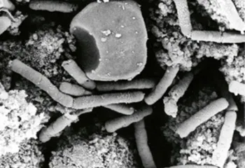 В Ярославской области выявили 4 скотомогильника с нарушениями