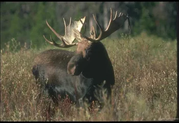 Лицензии на лосиную охоту выданы только 28 желающим из 743